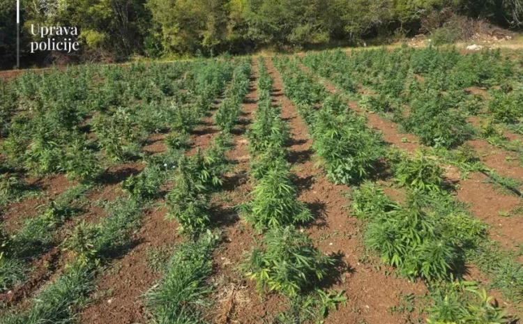 Plantaža marihuane pod povećalom: Firma povezana s Dodikovim krugom u centru istrage