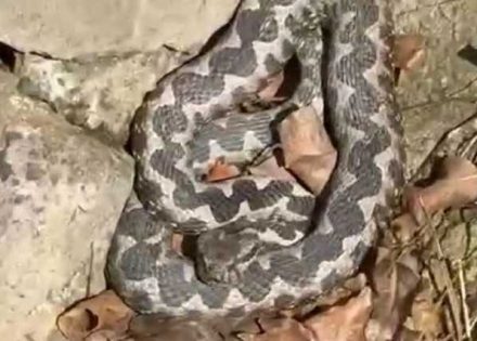 (VIDEO) Zrake sunca izmamile i poskoka (VIDEO) Zrake sunca izmamile i poskoka