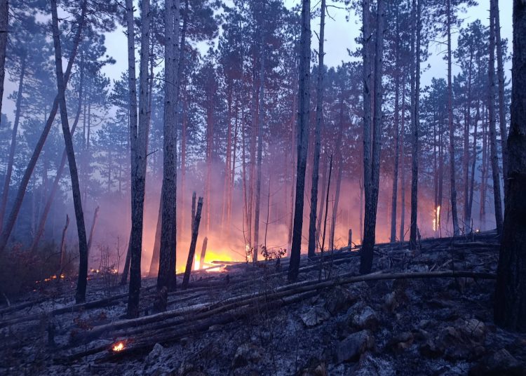 Požar u Ljutom Docu prijetio kućama: Vatrogasci ponovno gasili požar koji se aktivirao