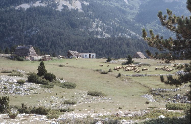 Donji Badnji i Masna Luka 1980.: Dvije pastirice iz Širokog Brijega