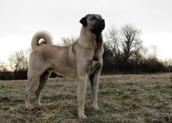 Horor u BiH: Pas kangal rastrgao muškarca, susjedi svjedočili drami