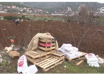 Ljubuški poljoprivrednici pri kraju sadnje krumpira: Gnojivo poskupjelo, radnika nema