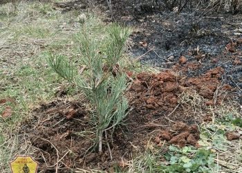 Priča za primjer iz Ljutog Doca: Tri dječaka zasadili borove nakon požara