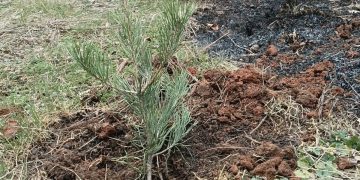 Priča za primjer iz Ljutog Doca: Tri dječaka zasadili borove nakon požara