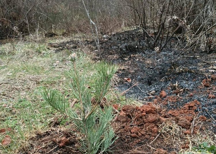 Priča za primjer iz Ljutog Doca: Tri dječaka zasadili borove nakon požara