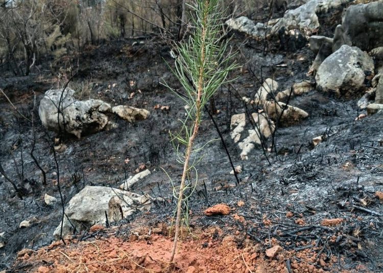 Priča za primjer iz Ljutog Doca: Tri dječaka zasadili borove nakon požara