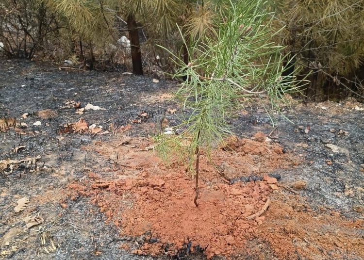 Priča za primjer iz Ljutog Doca: Tri dječaka zasadili borove nakon požara