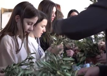 Tomislavgrad: Priprema maslinovih grančica za Cvjetnicu