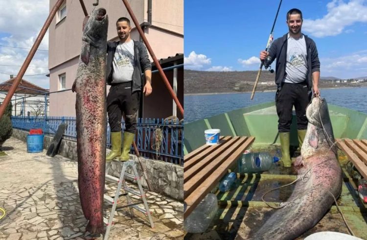 U Hercegovini ulovljen som dug 257 centimetara