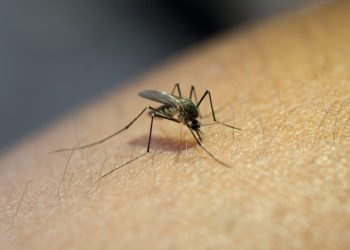 Znanstvenici su napokon otkrili kako komarci biraju svoje ‘žrtve’