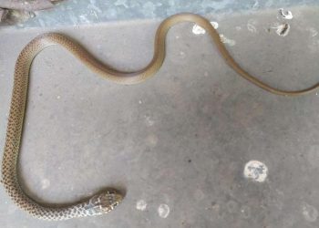 Vatrogasci se usred Mostara “borili” sa zmijom u stanu