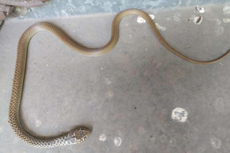 Vatrogasci se usred Mostara “borili” sa zmijom u stanu