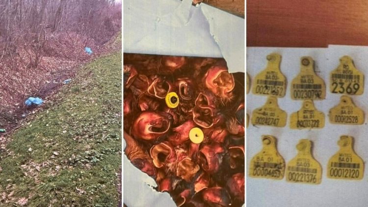 BiH: Vreće s odsječenim goveđim ušima bačene pored regionalne ceste