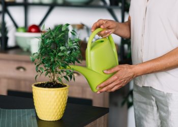 Ovaj jednostavan trik zalijevanja mogao bi preporoditi vaš vrt