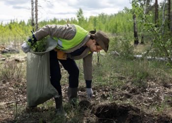 Prilika za dodatnu zaradu na Kupresu: Plaćanje po učinku za pošumljavanja