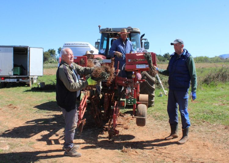 U Hercegovini se podiže 30 hektara novih vinograda, sadi se 125.000 loza