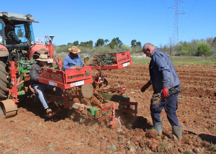 U Hercegovini se podiže 30 hektara novih vinograda, sadi se 125.000 loza