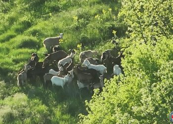 GSS Široki Brijeg dronom pronašao i vratio stado koza vlasniku