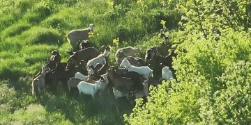 GSS Široki Brijeg dronom pronašao i vratio stado koza vlasniku