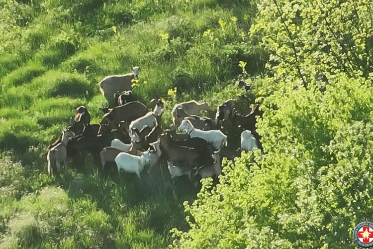 GSS Široki Brijeg dronom pronašao i vratio stado koza vlasniku