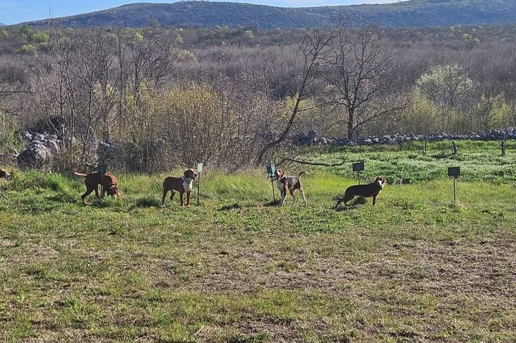 Spektakl u Široki Brijeg: Vrhunski goniči na državnoj utakmici na divlju svinju