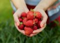Jagode će ostati svježe i do deset dana uz ovaj trik