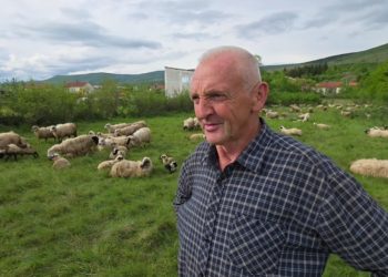 Život bez odmora: Širokobriježanin i njegovo stado od 500 ovaca i 120 koza