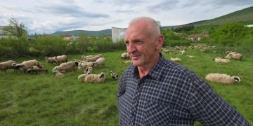 Život bez odmora: Širokobriježanin i njegovo stado od 500 ovaca i 120 koza
