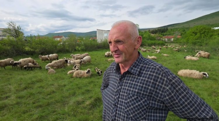 Život bez odmora: U Širokom Brijegu čuva stado od 500 ovaca i 120 koza