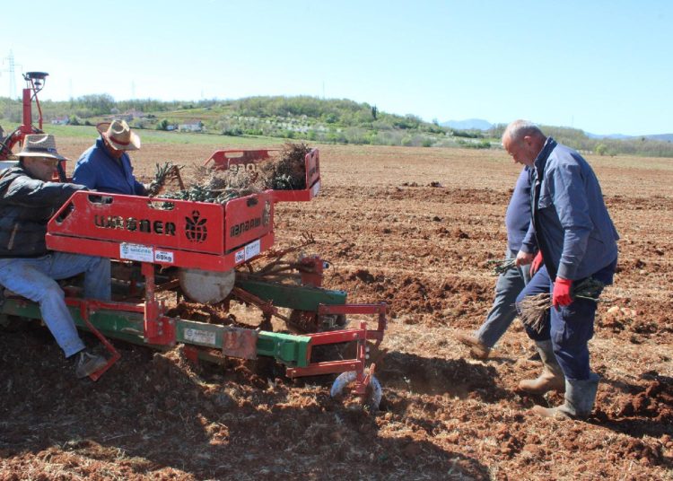 U Hercegovini se podiže 30 hektara novih vinograda, sadi se 125.000 loza