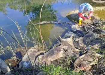 Uginule svinje pronađene na obali rijeke u BiH: Sumnja na nelegalno odlaganje i epidemiološki rizik