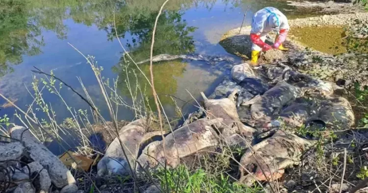 Uginule svinje pronađene na obali rijeke u BiH: Sumnja na nelegalno odlaganje i epidemiološki rizik