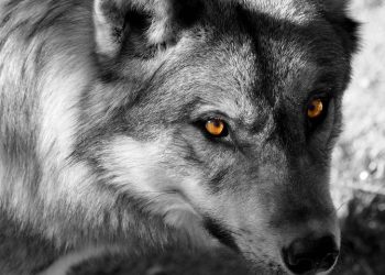 Iz prošlosti Širokog Brijega: Vukovi poklali stoku Mate Kožula