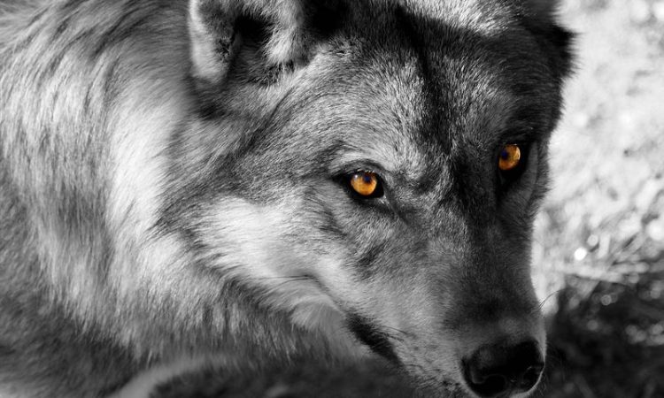 Iz prošlosti Širokog Brijega: Vukovi poklali stoku Mate Kožula