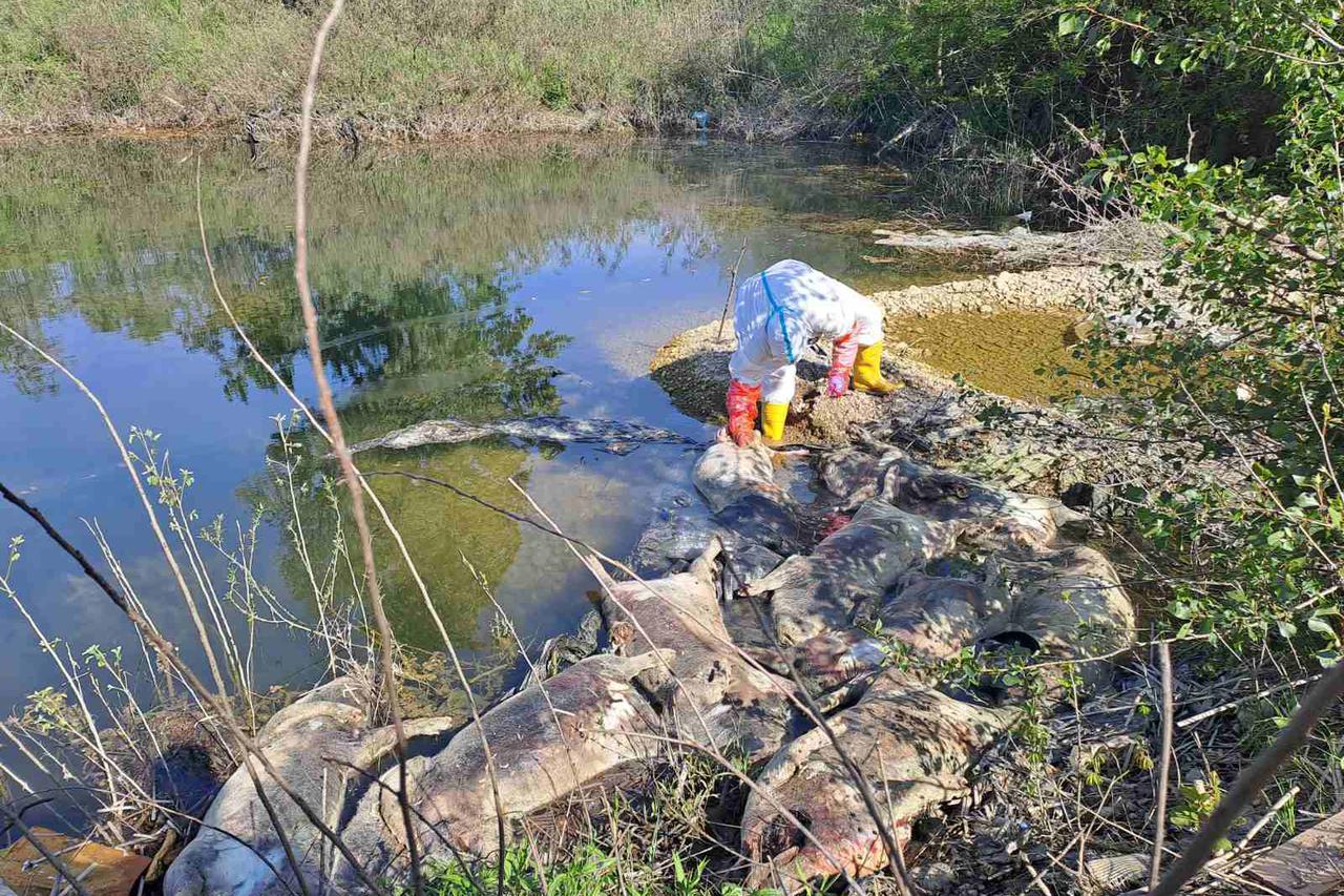 Drina: Istraga zbog 10 uginulih svinja, sumnja na zarazu i prikrivanje