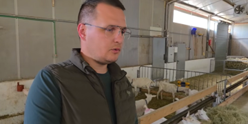 Četiri brata iz Posušja ostala na svom ognjištu i izgradila uspješnu farmu koza