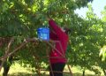 Mostar: Obitelj Sesar održava tradiciju uzgoja trešanja