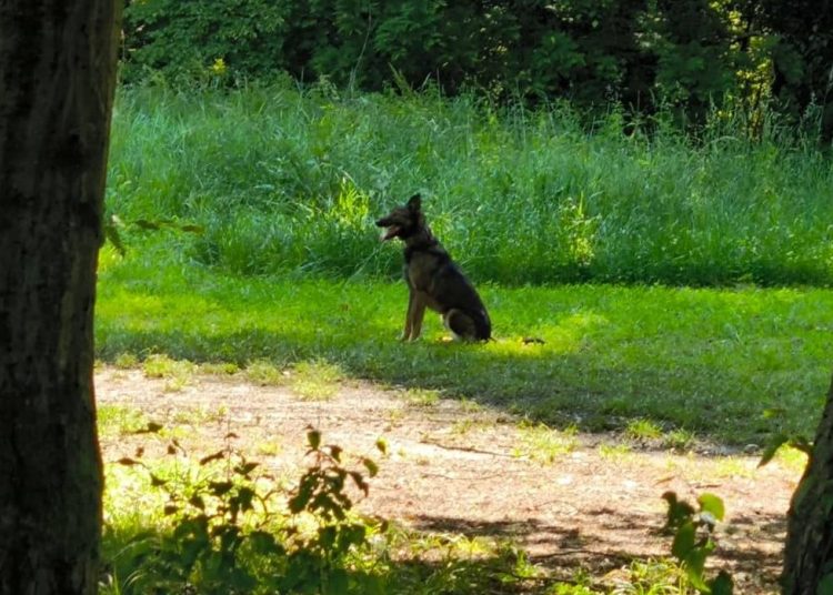 Foto: Rescue DogTeam