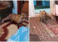 (VIDEO) Nevjerojatna scena u Hercegovini: Pili kavu kad je “upala” lisica i ukrala hranu sa stola