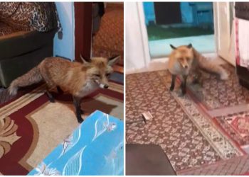 (VIDEO) Nevjerojatna scena u Hercegovini: Pili kavu kad je “upala” lisica i ukrala hranu sa stola