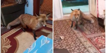 (VIDEO) Nevjerojatna scena u Hercegovini: Pili kavu kad je “upala” lisica i ukrala hranu sa stola