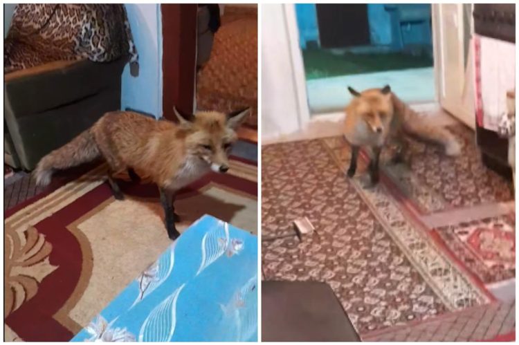 (VIDEO) Nevjerojatna scena u Hercegovini: Pili kavu kad je “upala” lisica i ukrala hranu sa stola