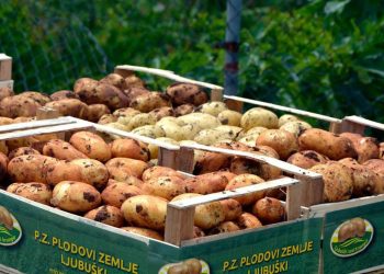 BiH dobiva tvornicu za preradu krumpira: Što to znači za bh. proizvođače?