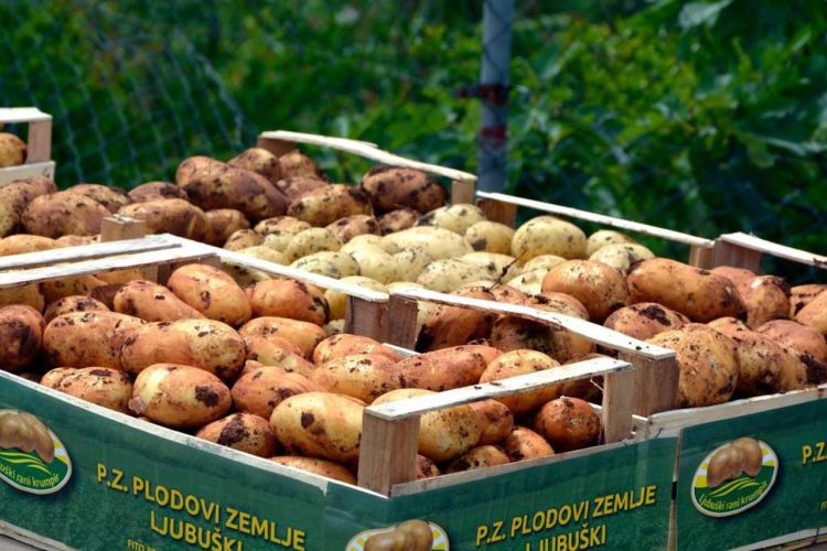 BiH dobiva tvornicu za preradu krumpira: Što to znači za bh. proizvođače?
