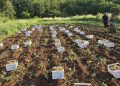 Stigao ljubuški rani krumpir: Ovo je cijena, a evo kakav se očekuje urod i izvoz