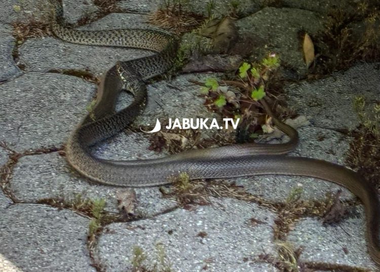 (VIDEO) Pogledajte ritualni “ples” zmija u centru Širokog Brijega