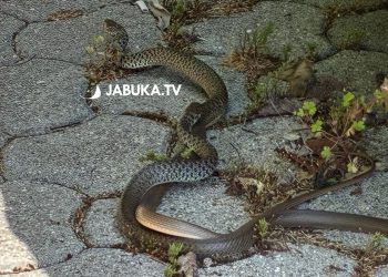 (VIDEO) Pogledajte ritualni “ples” zmija u centru Širokog Brijega