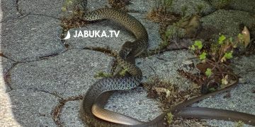 (VIDEO) Pogledajte ritualni “ples” zmija u centru Širokog Brijega