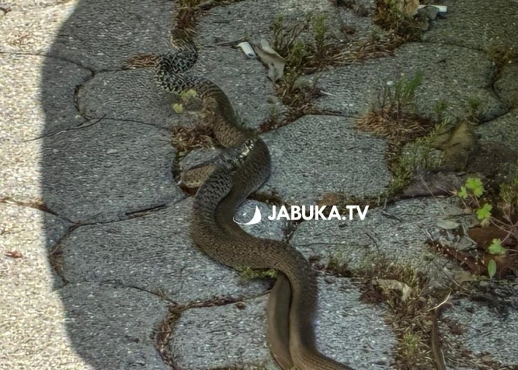(VIDEO) Pogledajte ritualni “ples” zmija u centru Širokog Brijega