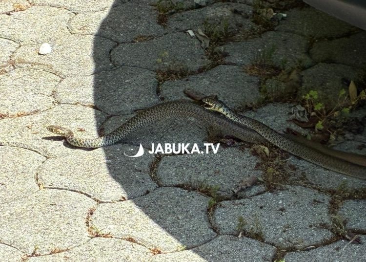 (VIDEO) Pogledajte ritualni “ples” zmija u centru Širokog Brijega